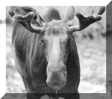 Canadian Hunting Page